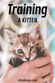 How To Train A Kitten Oliveknows Training A Kitten Kitten Care Cat Training