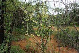 Image result for Cynanchum viminale