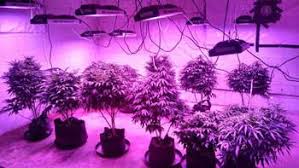 This is extremely expensive and much more suited for professional although it comes at a price, the california lightworks solar storm really is the best led grow light money can buy. Solar System 550 Horticultural Led Grow Lights Earthled Com