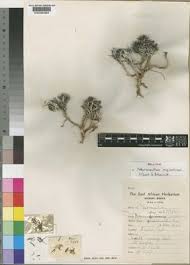 Image result for Neuracanthus decorus