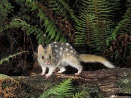 Endangered Rainforest Animals In Australia Australian Native Animals Endangered Rainforest Animals Rainforest Animals