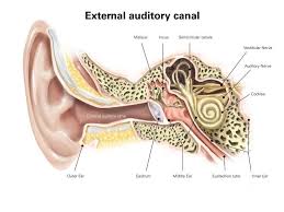 Patulous Eustachian Tube Overview Ear Anatomy Human Ear Natural Ear Infection Remedy