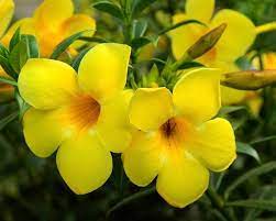 Bunga dengan nama ilmiah jasminum sambac (l.) aiton ini merupakan tumbuhan asia selatan yang sudah sangat dikenal di indonesia. Daftar Nama Bunga Lengkap Beserta Gambar Dan Penjelasannya Bibitbunga Com