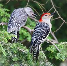 Wash of color on the belly is paler, less extensive. Male Red Bellied Woodpecker With Its Adorable Young One Intobirds