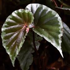 Pin By Mary On Living Wall In 2020 Begonia Plant Leaves Plants