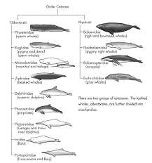 Academic Atheism Baleen Whales Cetacean Beaked Whale