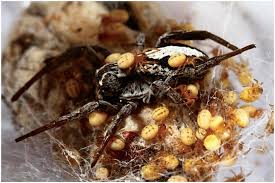 The order contains around 100 different species. Parental Investment In Sexual Reproduction Chapter 4 The Biology Of Reproduction