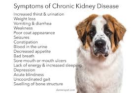 Special considerations for diagnosing diabetics because many of the same symptoms present in diabetes (e.g., pu/pd), are also indicators of renal failure, crf can be easily misdiagnosed as poorly. Dog Food For Kidney Disease How To Choose And Provide The Best Diet Darwin S Natural Pet Products Darwin S Pet Food
