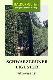 Schwarzgruner Liguster Atrovirens 1a Pflanzen Kaufen Baldur Garten In 2020 Liguster Atrovirens Liguster Pflanzen Kaufen