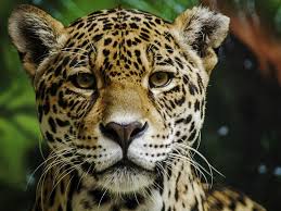 Today significant numbers of jaguars are found only in remote regions of south and. The Wild Jaguars Of Mexico Have Some Good News To Share