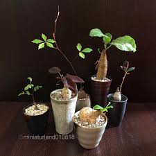 Image result for Cyphostemma adenocaule