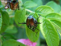 Maybe you would like to learn more about one of these? How To Get Rid Of Japanese Beetles And Save Your Garden