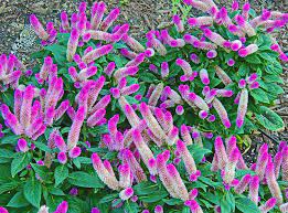 Maybe you would like to learn more about one of these? Butterfly Bush Plant Photograph By Marian Bell