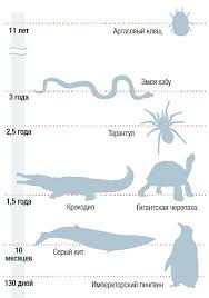 Skolko Vremeni Chelovek Mozhet Prozhit Bez Edy Vopros Otvet Vokrug Sveta
