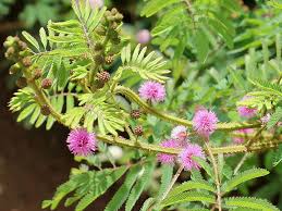 Mimosa Diplotricha Giant Sensitive Plant World Of Flowering Plants