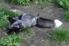 Hd wallpapers and background images Hd Wallpaper Fox Cool Pictures Mammal Animal Animal Themes One Animal Wallpaper Flare