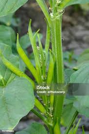 Image result for Cyamopsis tetragonoloba