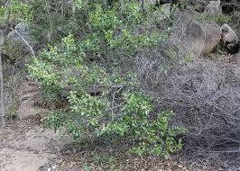 Image result for Psydrax fragrantissima
