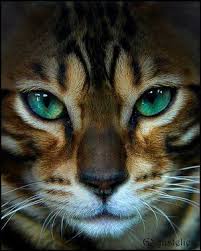 Color Palette Teal Animals Cats Beautiful Cats