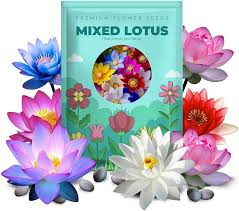 Image result for Lotus wildii