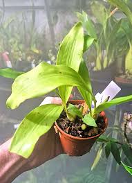 Image result for Xerophyta squarrosa