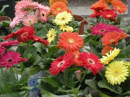 Bianco, rosa, arancione, giallo, tempo di spedizione le foglie. Gerbera Come Curarla Passione In Verde