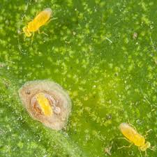 Image result for Melinis effusa