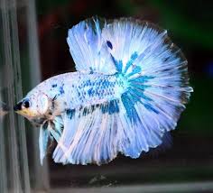 Really Interesting Marble Halfmoon Betta Halfmoon Betta Betta Fish