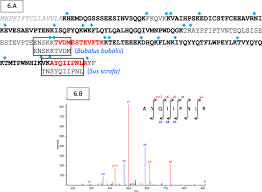 The service key (sk) identifies the camel service in the gsmscf. Alternative Splicing Events Expand Molecular Diversity Of Camel Csn1s2 Increasing Its Ability To Generate Potentially Bioactive Peptides Scientific Reports
