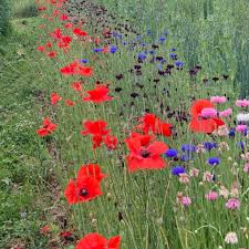 Image result for Poppy Red 1972 Colt