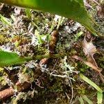 Image result for Elaphoglossum acrostichoides