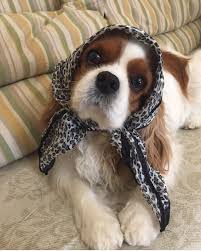 astrid ozgur karaca cavalier king charles dog cavalier king charles spaniel cavalier king charles