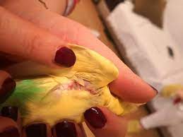 muhabbet kusumun kanat alti yaralari kafeskuslari com muhabbet kusu sultan papagani ispinoz kanarya forumu