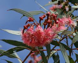 Coral Gum • ReWild Perth