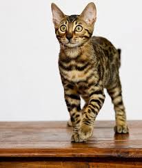 The siberian cat is a full coated cat that sheds the least. Hypoallergenic Cats Bengal Cost