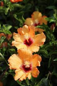 Image result for Hibiscus torrei