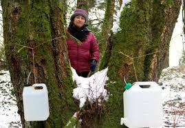 Parce sa sève accompagne merveilleusement le début du printemps. Laurenan Nathalie Recolte La Seve De Bouleau Dans Les Landes Du Mene Le Courrier Independant