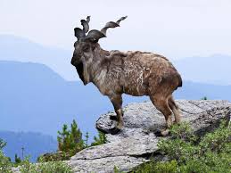 50 perfectly timed animal photos. 50 Unusual Animals To See Before You Die Far Wide