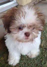 Maybe you would like to learn more about one of these? Shih Tzu Puppy Teething
