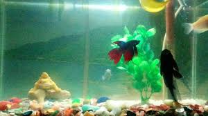 Introducing Betta Fish In Gourami Community Tank Youtube