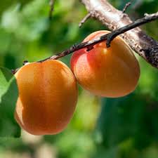 Image result for Apricot 1972 Hussmann