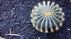 State of arizona, the mexican state of sonora, a small part of baja california in the san felipe desert and an extremely small area of california, u.s. Photos From Cactualdea Park The Largest Cacti Park In Eu Morten Jonassen Blog Portfolio