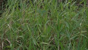 Image result for Urochloa arrecta