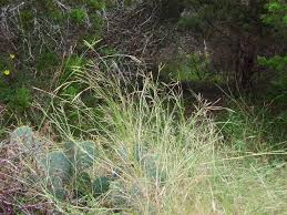 Image result for Bothriochloa radicans