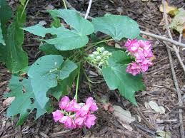 Image result for Dombeya
