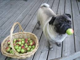 My Friends Apple Stealing Pug Pugs Funny Pugs Cute Baby Animals