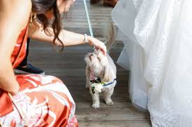 Contact us, or contact another local humane society what is the difference between adopting a dog, adopting a cat, adopting a kitten or adopting a puppy versus getting dogs for sale, cats for sale. Connecticut Special Event Pet Care Company Pawfect For You