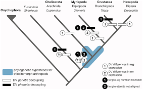 Arthropods form the phylum euarthropoda, which includes insects, arachnids, myriapods, and crustaceans. Phylogenetic Distribution Of Dorsoventral Trunk Segmental Mismatch Within Total Group Euarthropoda Note That These Represent Peculiar Cases And Thus Are Not Necessarily Reflective Of The Fundamental Organization Of Each Major Arthropod Group As