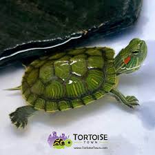 Learn the right way to feed and house these turtles, as well as how to spot signs of illness. Red Eared Slider Turtle For Sale Online Baby Red Ear Slider Turtles For Sale Online