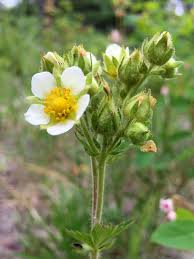 Image result for Drypetes arguta